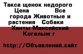 Такса щенок недорого › Цена ­ 15 000 - Все города Животные и растения » Собаки   . Ханты-Мансийский,Когалым г.